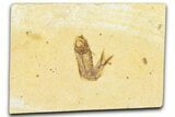 Detailed Fossil Fish (Knightia) - Wyoming #367486-1